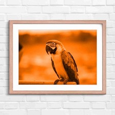 Blue and Gold Macaw Bird