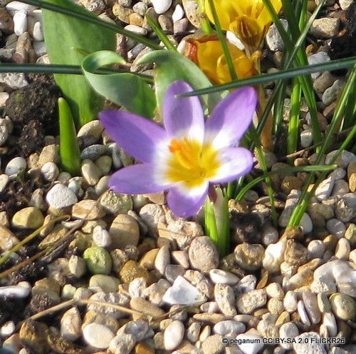 Crocus sieberi - (species), 'sieberi