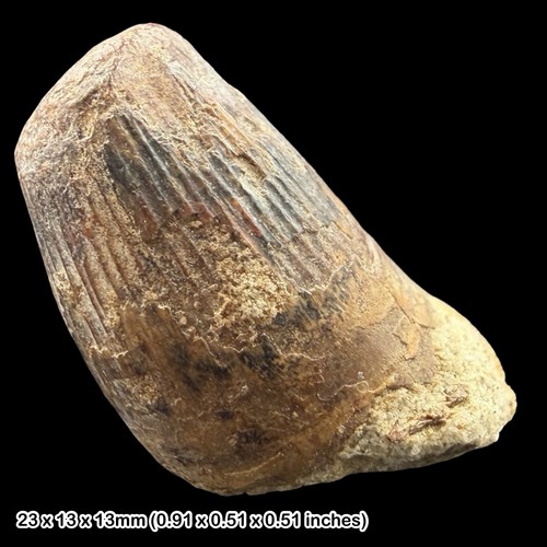 Rare crocodile teeth fossils - crocodile,