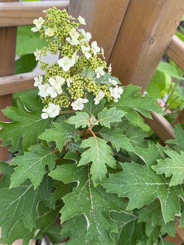 Hydrangea quercifolia ice - hydrangea, 'ice