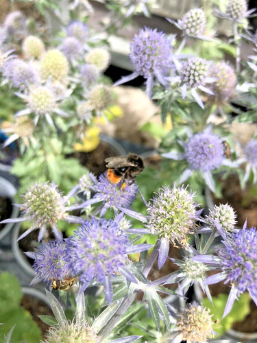 Eryngium blue hobbit - hobbit., sea