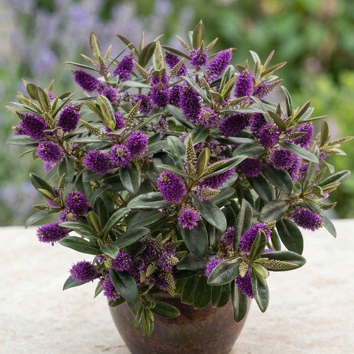 Hebe plant kiwi karaka purple - kiwi,