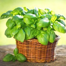 Herb – Basil 'Genovese' Plug