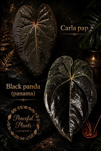 Anthurium black panda carla - anthurium, x