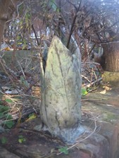 comfrey leaf vase  stonware