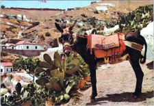 Postcard Plant Working animal Horse Adaptation Pack animal Landscape Art AA07808