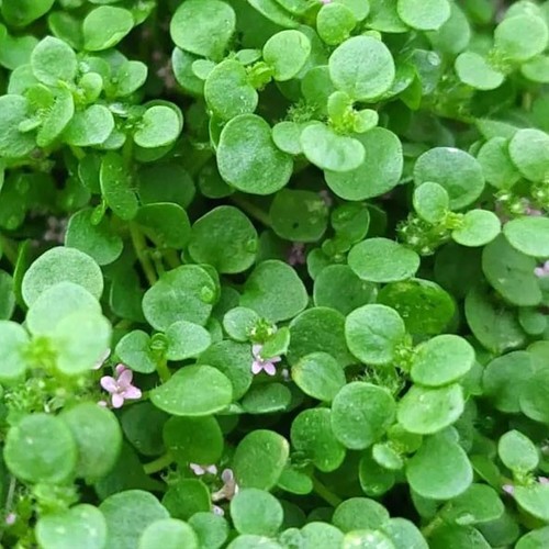 Corsican mint plug - x, plants