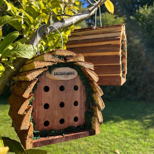 Ladybird house bug houses nest - ladybird,