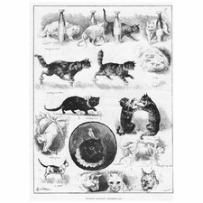 LOUIS WAIN Professor Frederick's Performing Cats - Antique Print 1888