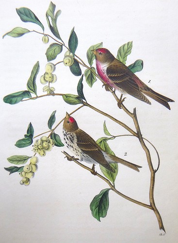 Audubon 1st octavo - audubon,
