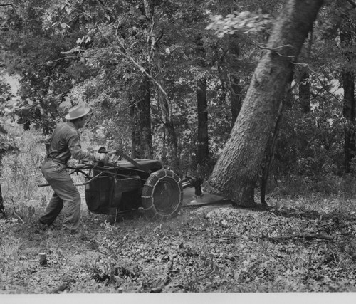 1950s 8x10 man tree felling - 8x10,