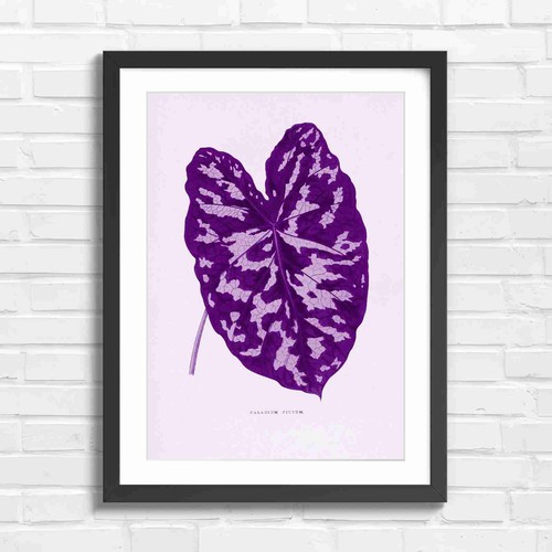 Caladium pictum botanical leaf - pictum,