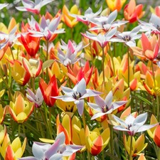 Tulip Clusiana Mixed - Vibrant