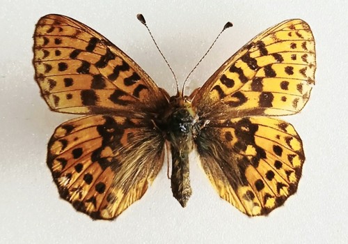 Small pearl boarded fritillary - small,