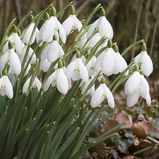 50 Single Native Galanthus