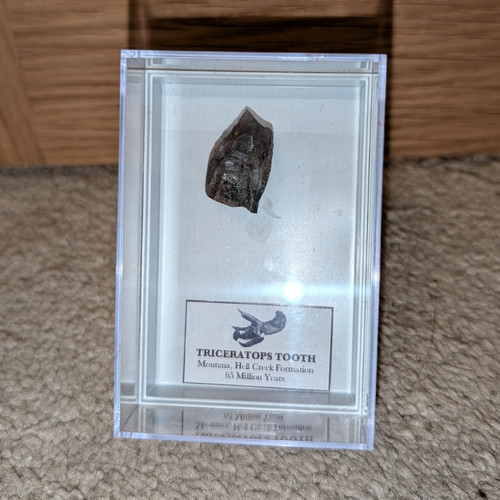 Triceratops dinosaur tooth - dinosaur,