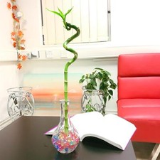 Spiral lucky bamboo - lucky,