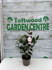 Camellia Plant – Hardy Evergreen Shrub – 1.5L Pot 50cm – Choice of Shades In Bud