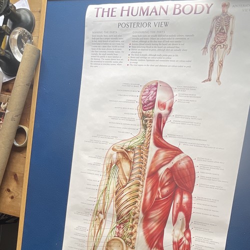 The human body anatomy poster - human,