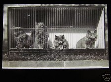 Glass Magic Lantern Slide