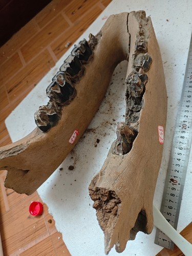 Exquisite fossilized teeth
