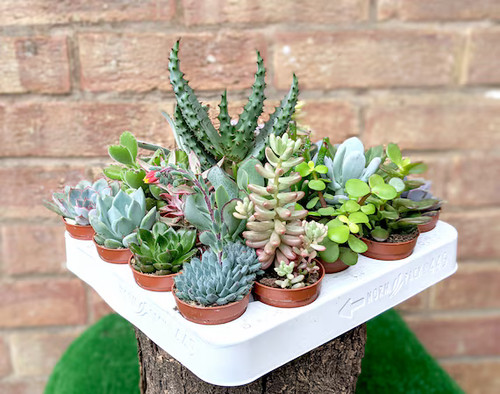 Succulent plants indoor 5cm - plants, 5.5cm