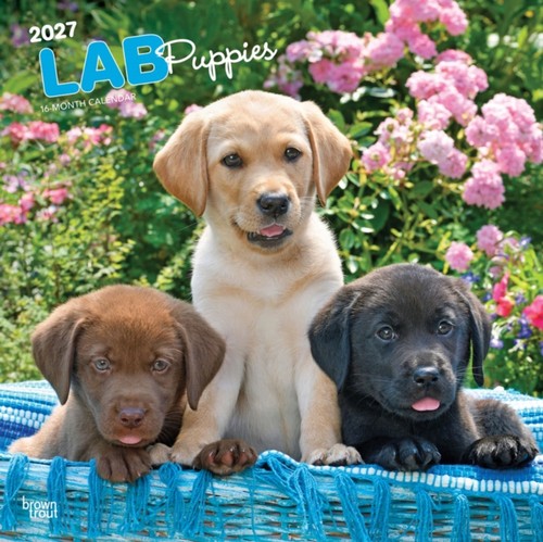 Labrador retriever puppies - labrador,