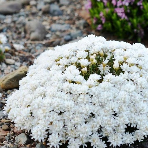 Armeria juniperifolia plug