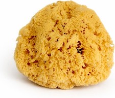 Real Sea Sponge for Men -