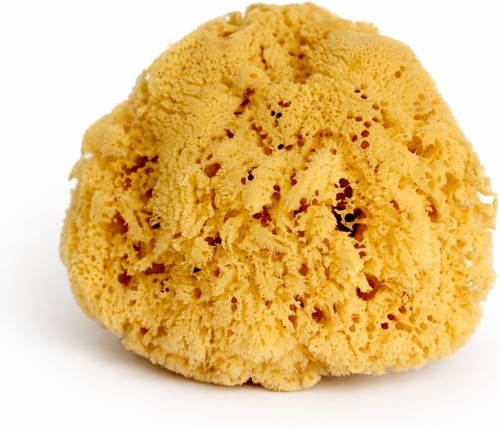 Real sea sponge for men - for,