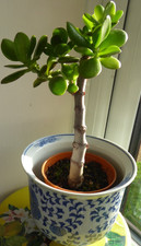 Money tree Jade plant -