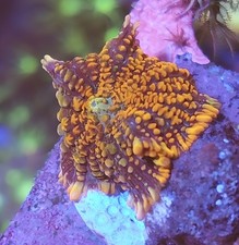 orange Mushroom Marine Coral