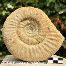 Rare perisphinctes - rare,