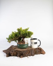 Juniper Bonsai Tree –