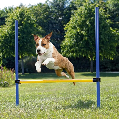 Pet prime dogs outdoor - pet,