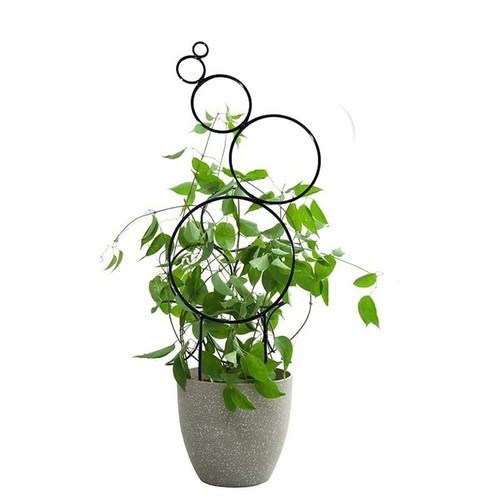 Iron climbing rack - climbing, plants