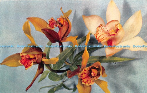 R545772 cymbidium family - r545772,
