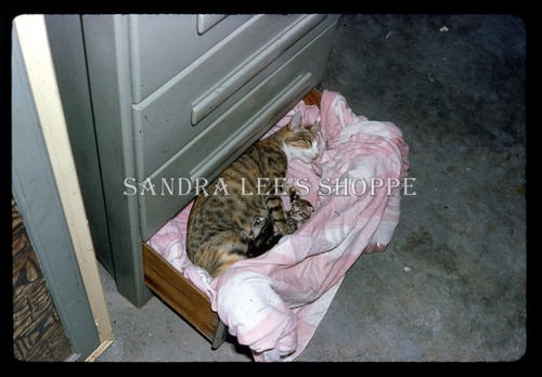 1960s slide mother - slide, kittens