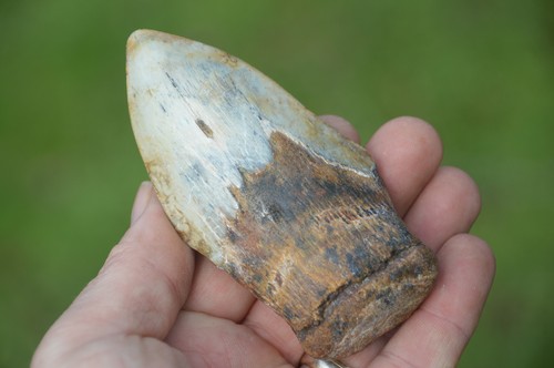 Lovely genuine megalodon - lovely,