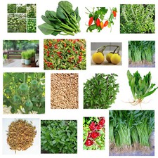 Thai vegetable,herb, SEEDS-aubergine, chilli, basil, rice, culantro, kale,Papaya