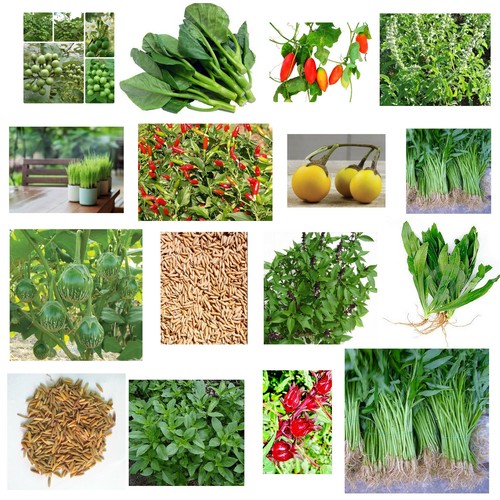 Thai vegetable herb - thai, vegetable,herb