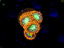 WWC ASTRAL SHIFT ZOA - WYSIWYG