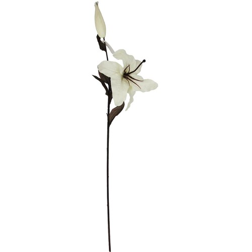 Cream stargazer lily - cream,