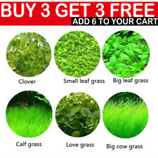 Aquarium Plant Seeds Fish Tank