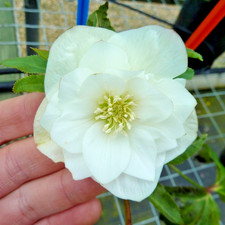 Helleborus''Double Pure