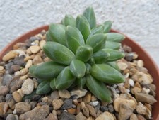 PACHYPHYTUM COMPACTUM