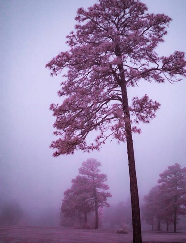 Infrared converted nikon d70s - infrared,