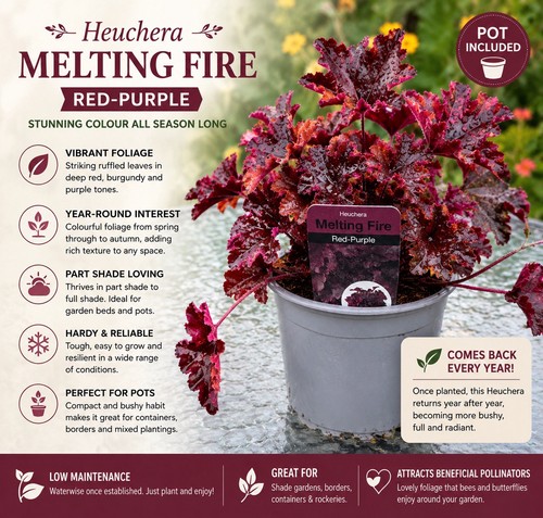 Heuchera melting fire - ‘melting, fire’