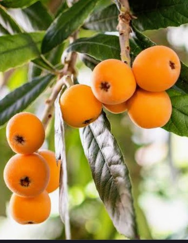 Japanese plum loquat - tree,