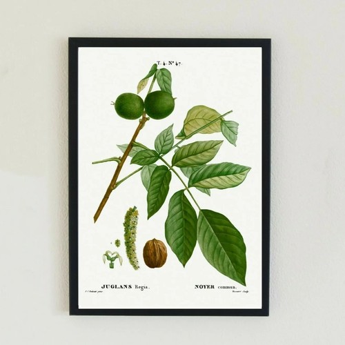 Botanical flowers vintage - botanical,